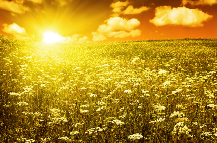 green field with blooming flowers and red sky