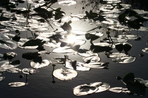 Lotus_Reflects_the_Sun