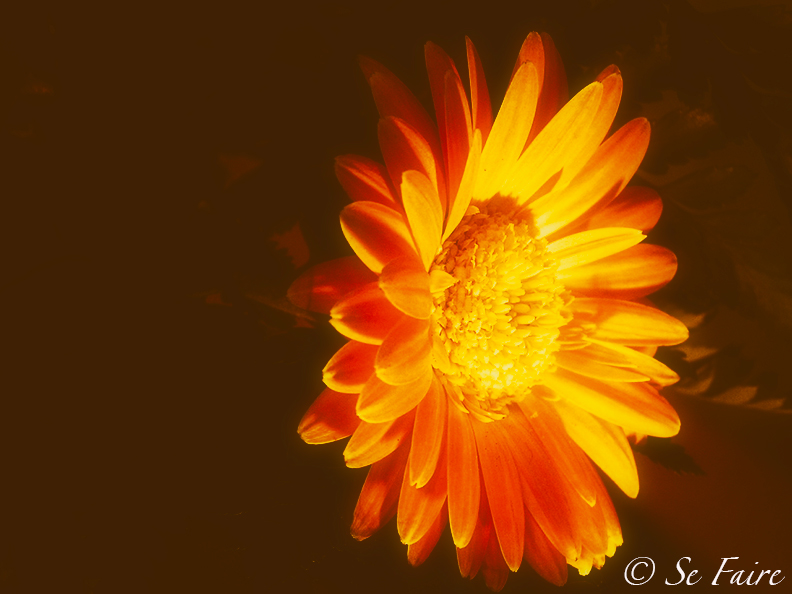 Gerbera Daisy by Candle Light Celebrating my photographic passion